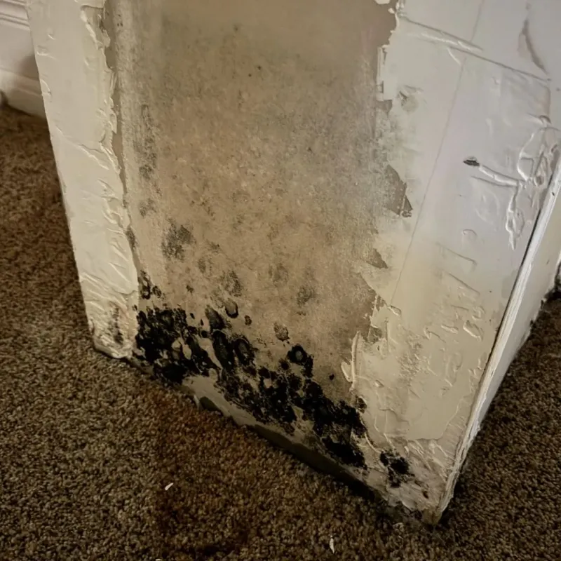 Professional Mold Removal in Bossier Parish, LA